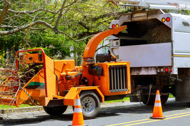 East Flat Rock, NC Tree Care  Company